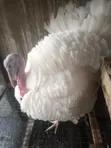 Matured Local Turkeys - 1