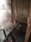 Matured Local Turkeys - 2