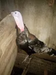 Matured Local Turkeys - 3