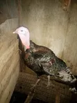 Matured Local Turkeys - 4