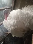 Matured Local Turkeys - 5