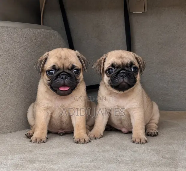 Purebred Pug Puppies - 1-3 Months Old - 1