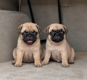 Purebred Pug Puppies - 1-3 Months Old