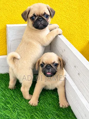 Purebred Pug Puppy - 1-3 Months Old