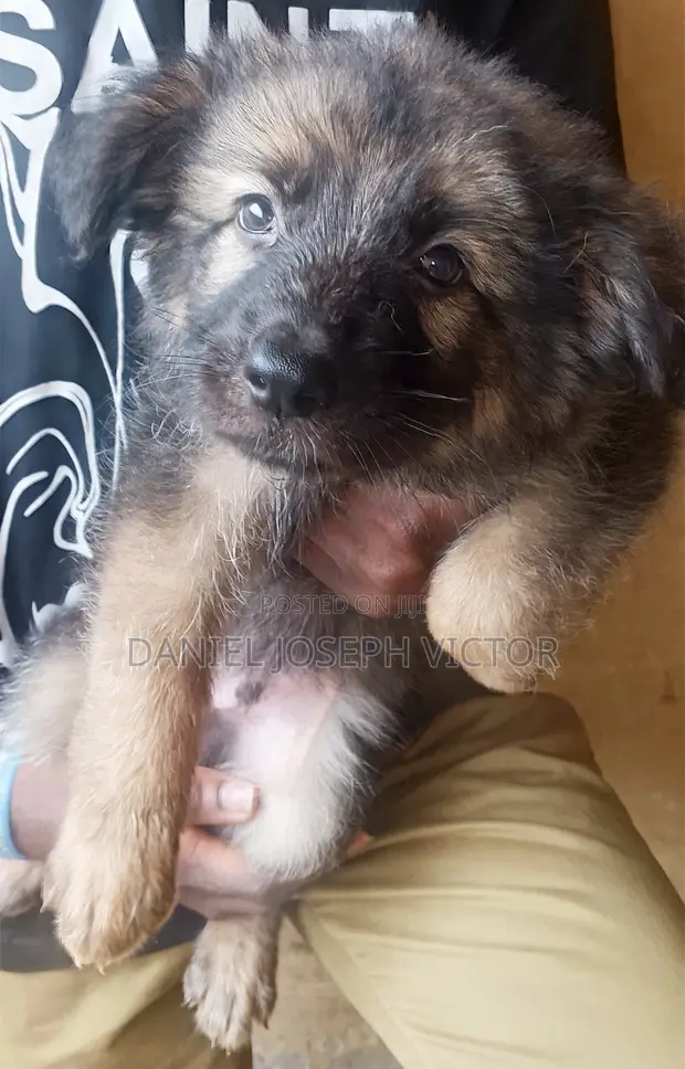 German Shepherd 'Yan Kura masu Kyau (Wata 1-3) - 1