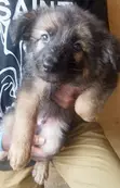 Purebred German Shepherd Puppies (1-3 Months) - 1