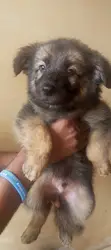 Purebred German Shepherd Puppies (1-3 Months) - 2