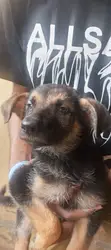 Purebred German Shepherd Puppies (1-3 Months) - 3