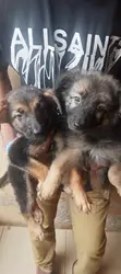 Purebred German Shepherd Puppies (1-3 Months) - 4