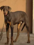 10-Month-Old Male Purebred Doberman Pinscher - 1