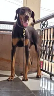 10-Month-Old Male Purebred Doberman Pinscher - 2