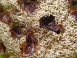 Dog Noodles & Dried Chicken Head Chunks (20kg) - 1