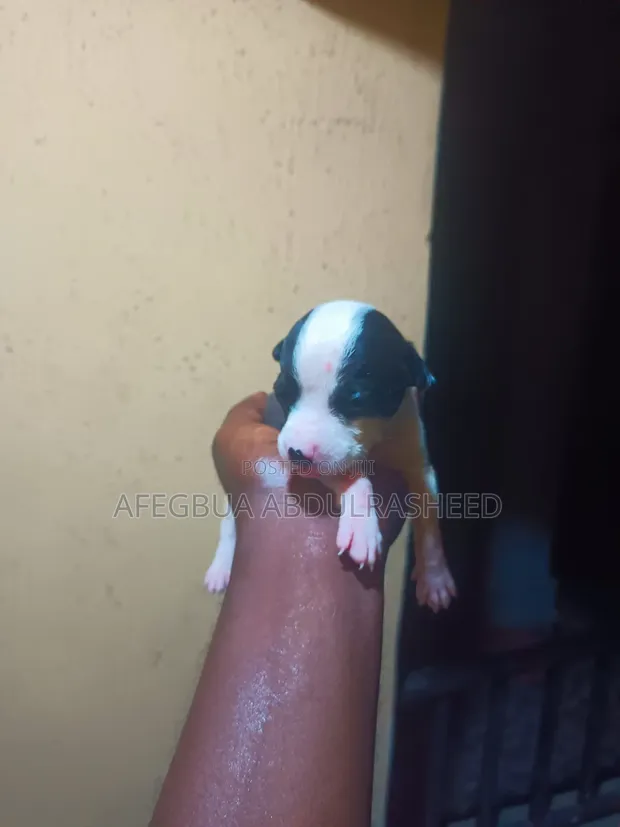 Male American Pit Bull Terrier Puppy - 1