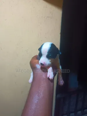 Male American Pit Bull Terrier Puppy