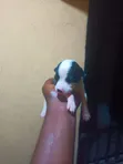 Male American Pit Bull Terrier Puppy - 1