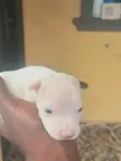 Male American Pit Bull Terrier Puppy - 2