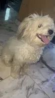 Lhasa Apso Namiji Mai Tsarki, Sama Da Shekara 1 - 1