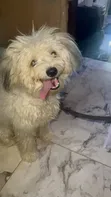 Lhasa Apso Namiji Mai Tsarki, Sama Da Shekara 1 - 2