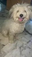 Lhasa Apso Namiji Mai Tsarki, Sama Da Shekara 1 - 3