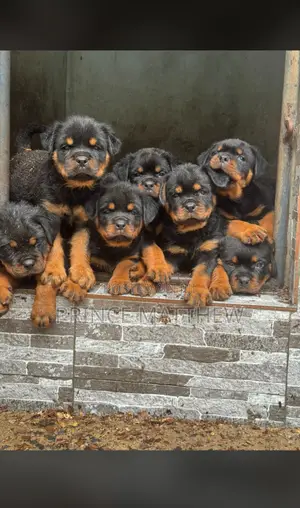 Rottweiler Zuriya Mai Kyau - Yar Shekara 1-3, Mace