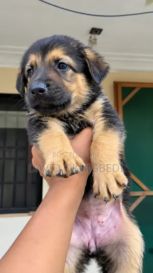 Budurwar Budurwar German Shepherd (1-3 Watan)