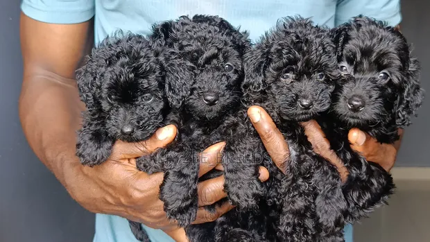 Purebred Male Teacup Poodle Puppy - 1