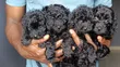 Purebred Male Teacup Poodle Puppy - 1