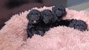 Dan Karamin Zuri'a Namiji Mai Tsarki na Teacup Poodle
