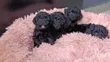 Purebred Male Teacup Poodle Puppy - 2