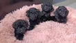 Purebred Male Teacup Poodle Puppy - 3