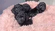 Purebred Male Teacup Poodle Puppy - 4