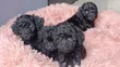 Purebred Male Teacup Poodle Puppy - 5