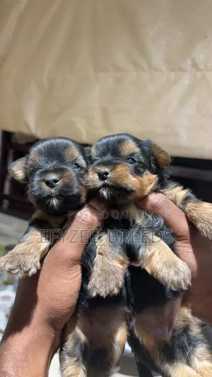 Purebred Yorkshire Terrier Puppy - 1-3 Months Old