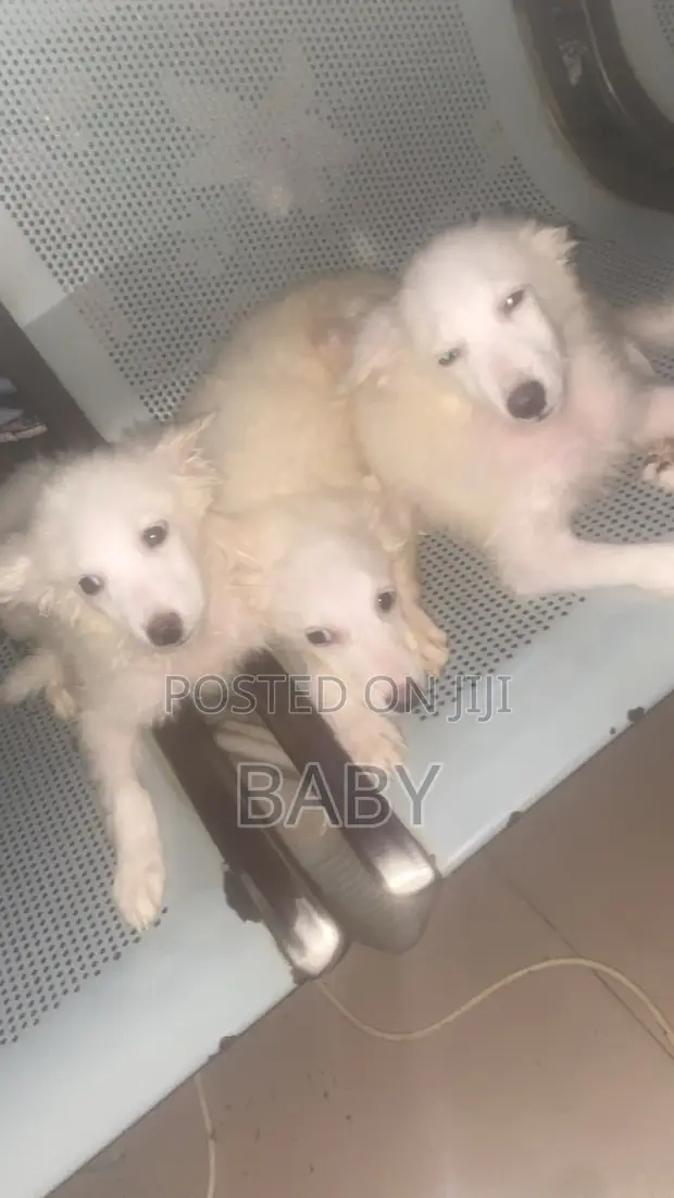 Yarinyar Karen American Eskimo, Watan 1-3 - 1
