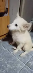 Yarinyar Karen American Eskimo, Watan 1-3 - 2