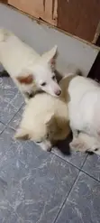 Yarinyar Karen American Eskimo, Watan 1-3 - 3