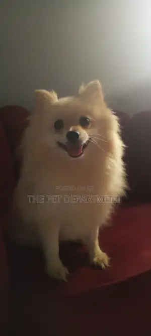 Tsohuwar Pomeranian Mace Mai Kyau