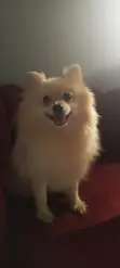 Tsohuwar Pomeranian Mace Mai Kyau - 1
