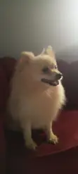 Tsohuwar Pomeranian Mace Mai Kyau - 2
