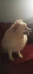 Tsohuwar Pomeranian Mace Mai Kyau - 3