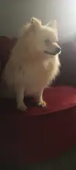 Tsohuwar Pomeranian Mace Mai Kyau - 4