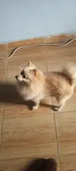 Tsohuwar Pomeranian Mace Mai Kyau - 5