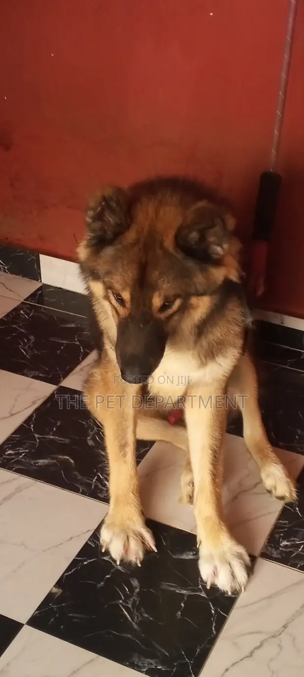 Purebred Caucasian Shepherd, Male, 1+ Year Old - 1