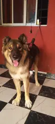 Purebred Caucasian Shepherd, Male, 1+ Year Old - 2