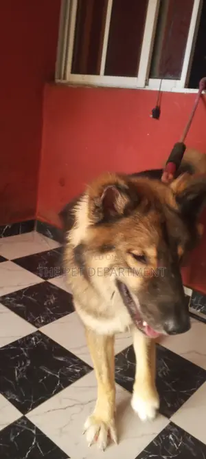 Purebred Caucasian Shepherd, Male, 1+ Year Old