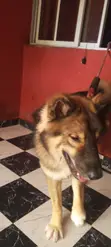 Purebred Caucasian Shepherd, Male, 1+ Year Old - 3
