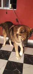 Purebred Caucasian Shepherd, Male, 1+ Year Old - 4