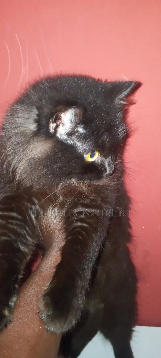 Purebred Persian Cat - 6-12 Months Male - 1