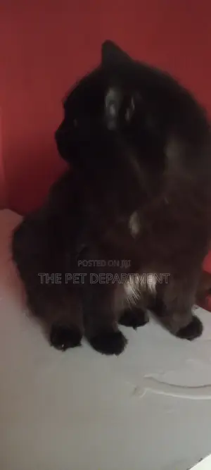Kyanwa Purebred Persian - Namiji Watanni 6-12