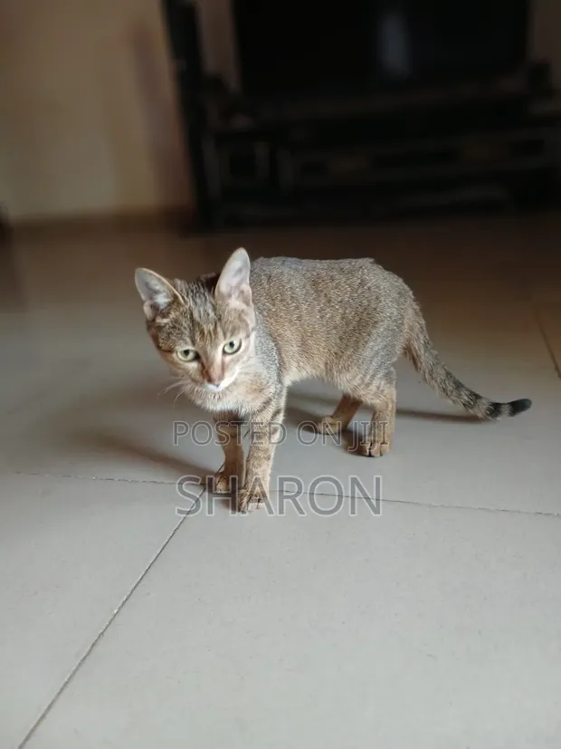 6-12 Month Male Mixed Breed Tabby Kitten - 1
